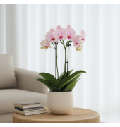 Schmetterlingsorchidee Multi Phalaenopsis rosa 12cm