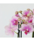 Schmetterlingsorchidee Multi Phalaenopsis rosa 12cm