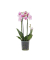 Schmetterlingsorchidee Multi Phalaenopsis rosa 12cm