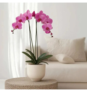 Schmetterlingsorchidee Phalaenopsis lila 12cm