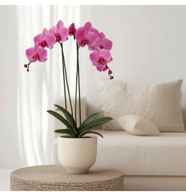 Schmetterlingsorchidee Phalaenopsis lila 12cm