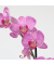Schmetterlingsorchidee Phalaenopsis lila 12cm