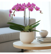 Schmetterlingsorchidee Multi Phalaenopsis lila 12cm