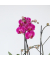 Schmetterlingsorchidee Multi Phalaenopsis lila 12cm