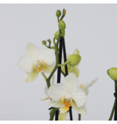 Schmetterlingsorchidee Multi Phalaenopsis weiß 12cm