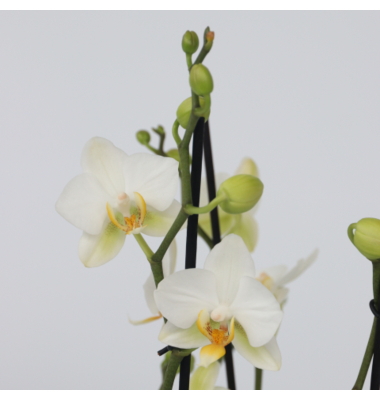 Schmetterlingsorchidee Multi Phalaenopsis weiß 12cm