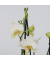 Schmetterlingsorchidee Multi Phalaenopsis weiß 12cm