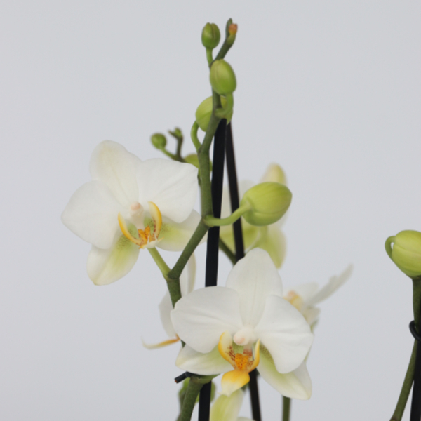 4003969172227 - Schmetterlingsorchidee Multi Phalaenopsis weiß 12cm 4003969172227 Soennecken