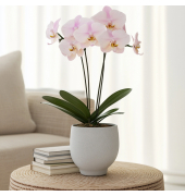 Schmetterlingsorchidee Phalaenopsis rosa 12cm