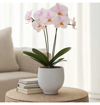 Schmetterlingsorchidee Phalaenopsis rosa 12cm