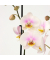 Schmetterlingsorchidee Phalaenopsis rosa 12cm