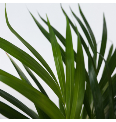 Elefantenfuß Große Beaucarnea 21cm