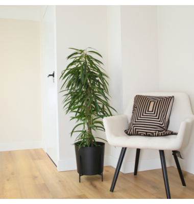 Geigenpflanze Ficus Binnendiijkii Alii XL 21cm