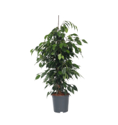 Geigenpflanze Ficus Benjamina Danielle XL 21cm