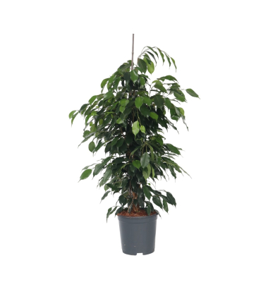 Geigenpflanze Ficus Benjamina Danielle XL 21cm