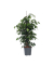 Geigenpflanze Ficus Benjamina Danielle XL 21cm