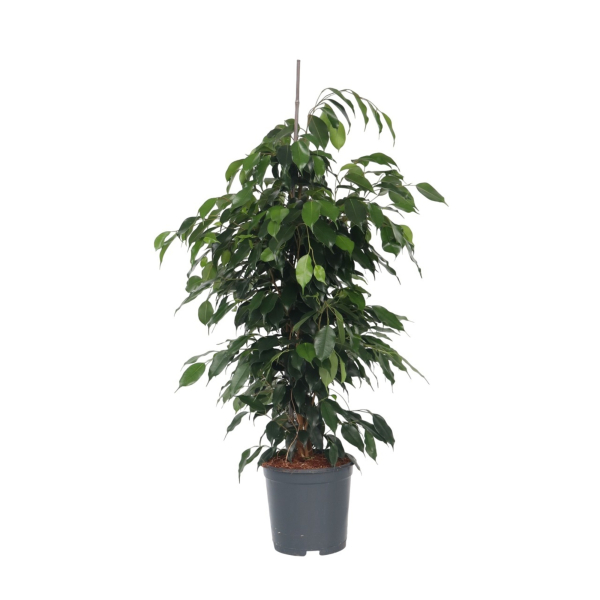4003969172357 - Geigenpflanze Ficus Benjamina Danielle XL 21cm 4003969172357 Soennecken