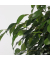 Geigenpflanze Ficus Benjamina Danielle XL 21cm