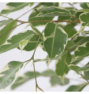 Geigenpflanze Ficus Benjamina Twilight XL 21cm