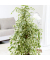 Geigenpflanze Ficus Benjamina Twilight XL 21cm