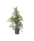 Geigenpflanze Ficus Benjamina Twilight XL 21cm