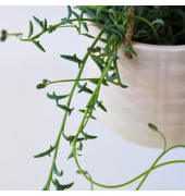 Delphinkette Senecio 12cm