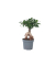 Bonsaibaum Ficus Ginseng 12cm