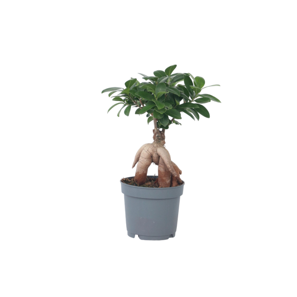 4003969171985 - Bonsaibaum Ficus Ginseng 12cm 4003969171985 Soennecken