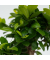Bonsaibaum Ficus Ginseng 12cm