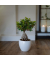 Bonsaibaum Ficus Ginseng 12cm