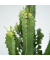 Cowboy-Kaktus Euphorbien 17cm