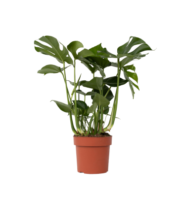 Fensterblatt Monstera Deliciosa 21cm