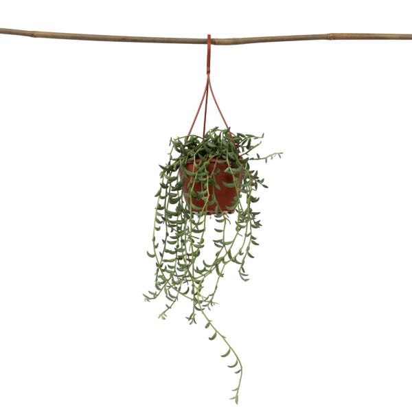 4003969172043 - Bananenschnur Senecio 12cm 4003969172043 Soennecken