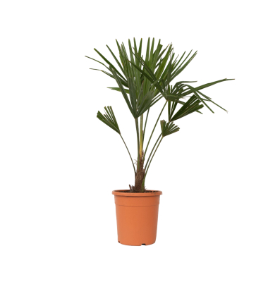 Chinesische Hanfpalme XL Trachycarpus Fortunei 21cm