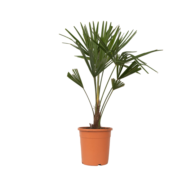 4003969172104 - Chinesische Hanfpalme XL Trachycarpus Fortunei 21cm 4003969172104 Soennecken