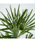 Chinesische Hanfpalme XL Trachycarpus Fortunei 21cm