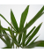 Chinesische Hanfpalme XL Trachycarpus Fortunei 21cm