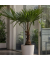 Chinesische Hanfpalme XL Trachycarpus Fortunei 21cm