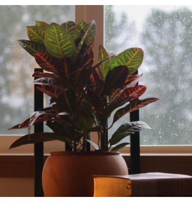 Croton Wunderstrauch Codiaeum Mrs. Iceton 19cm