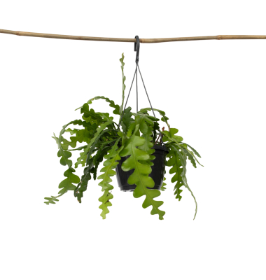 Sägeblattkaktus Epiphyllum Anguliger 15cm