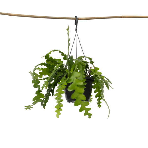 4003969172302 - Sägeblattkaktus Epiphyllum Anguliger 15cm 4003969172302 Soennecken