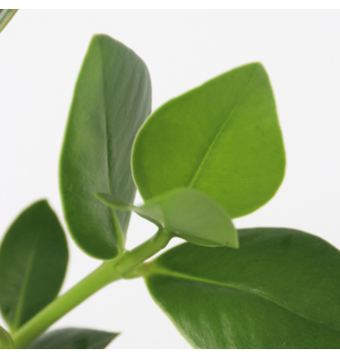 Balsamapfel Clusia Glasvase 20cm