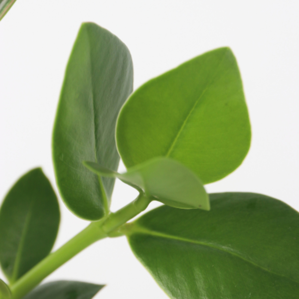 4003969172371 - Balsamapfel Clusia Glasvase 20cm 4003969172371 Soennecken