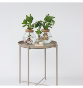 Fensterblatt Monstera Adansonii Glasvase 20cm