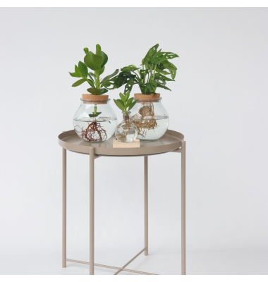 Fensterblatt Monstera Adansonii Glasvase 20cm