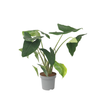 Alokasie Zebrina XXL 32cm