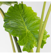 Alocasia Portodora XXL 32cm