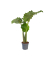 Alocasia Portodora XXL 32cm