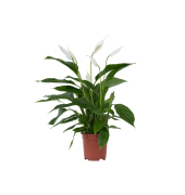 Friedenslilie Einblatt Spathiphyllum 17cm