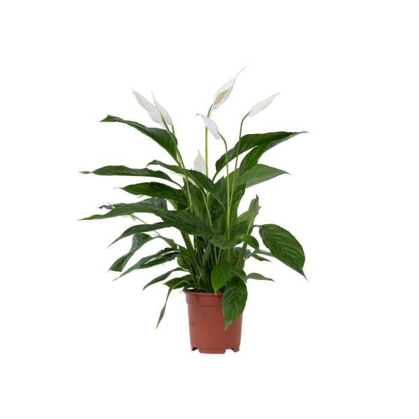 4003969172142 - Friedenslilie Einblatt Spathiphyllum 17cm 4003969172142 Soennecken